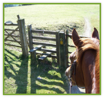 Stables